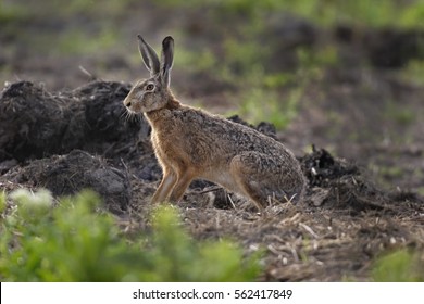 European Hare