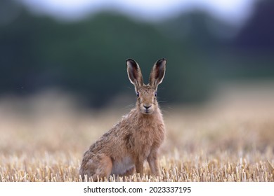 The European hare, also known as the brown hare, is a species of hare native to Europe and parts of Asia. It is among the largest hare species and is adapted to temperate, open country. 