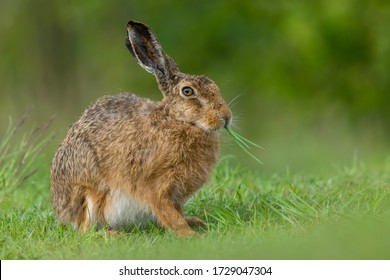European hare (Lepus europaeus) is an adorable furry mammal living in the fields. Detailed portrait of a wild cute hare sitting and eating grass with soft green background. Czech Republic - Shutterstock ID 1729047304