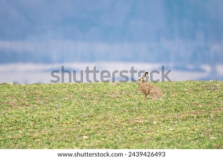 European hare (Lepus europaeus) animal sits in the field and eats green grass during the day.