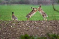 European Hare (Lepus Europaeus), Also Known As The Brown Hare. Two Male Of Rabbits Fighting On The Field. Green Diffuse Background. Scene From Wild Nature. Mating Season. Wild Europe, Slovakia  