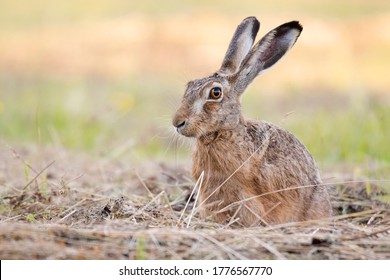 The European hare (Lepus europaeus), also known as the brown hare, standing on the mowed meadow. Beautiful evening lights on background. Brown fluffy fur, long ears, big orange eyes. Scene from wild. 