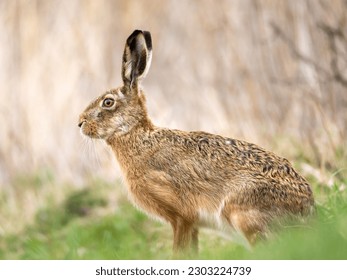 The European hare (Lepus europaeus), also known as the brown hare