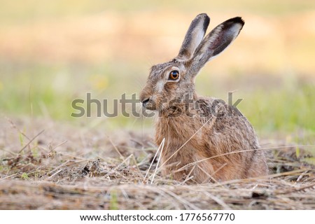 The European hare (Lepus europaeus), also known as the brown hare, standing on the mowed meadow. Beautiful evening lights on background. Brown fluffy fur, long ears, big orange eyes. Scene from wild. 