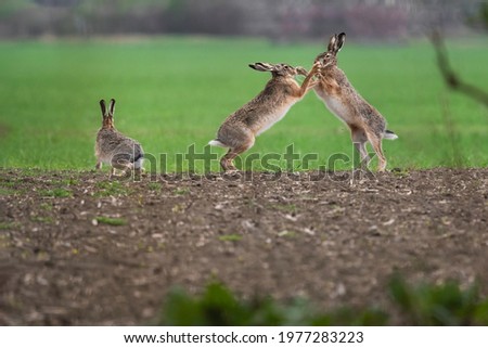 European hare (Lepus europaeus), also known as the brown hare. Two male of rabbits fighting on the field. Green diffuse background. Scene from wild nature. Mating season. Wild Europe, Slovakia  