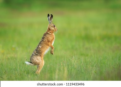 European hare, Lepus europaeus, looking around dangerous - Powered by Shutterstock