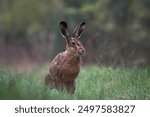 European hare, Lepus europaeus, a mammal of the Leporidae family. Very cute animal, very long ears. A herbivorous mammal with beautiful fur and long ears.