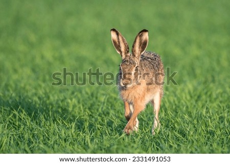 European hare (Lepus europaeus), running on field, National Park Lake Neusiedl, Burgenland, Austria Stock photo © 