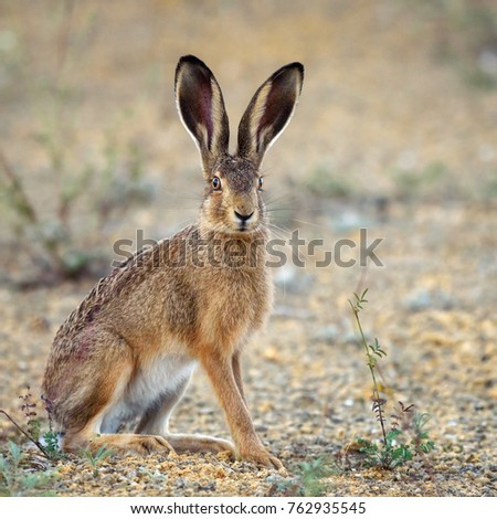 European hare stands on the ground and looking at the camera (Lepus europaeus).