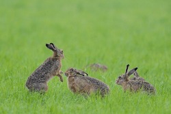 European Hares (Lepus Europaeus), Two Males Fighting In A Meadow, Lower Rhine, North Rhine-Westphalia, Germany