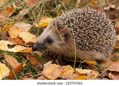 European Hedgehog In Autumn Forest