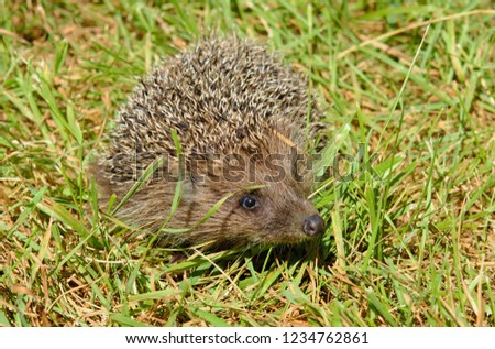 Similar – Kleiner Igel im Garten, mit Blick auf die Kamera