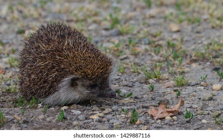 European Hedgehog (Erinaceus europaeus), in garden. Romania, Europe