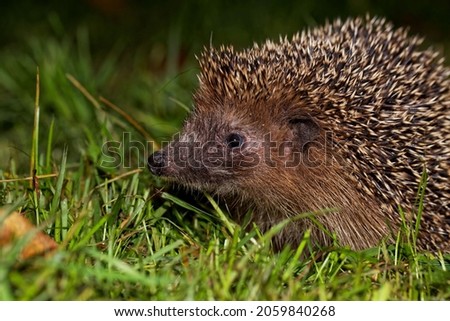 Similar – Kleiner Igel im Garten, mit Blick auf die Kamera