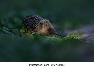 European Hedgehog - Europese egel -Erinaceus Europaeus - Powered by Shutterstock