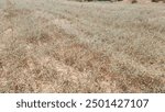 European heliotrope (Heliotropium europeum) as a weed invading a fallow field