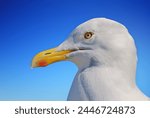 The European herring gull is a large gull, up to 66 cm long.