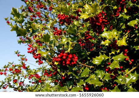 European Holly, ilex aquifolium with Red Berries, Winter in Normandy  