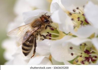European honey bee ( Apis mellifera) on pear flower. - Shutterstock ID 1063635200