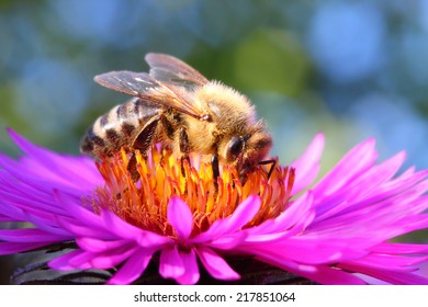 The European honey bee (Apis mellifera) pollinating of The Aster (Symphyotrichum dumosum). 