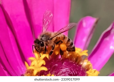 An European Honey Bee (Apis mellifera) pollinating a pink zinnia flower. Long Island, New York, USA - Powered by Shutterstock