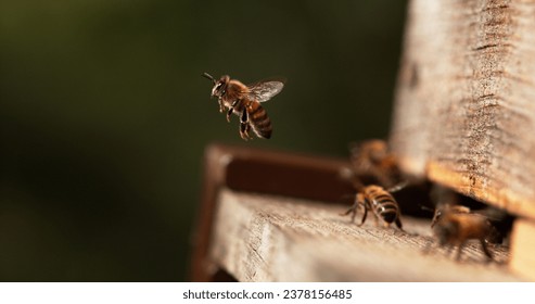 European Honey Bee, apis mellifera, Bees Going To The Hive, Insects in Flight, Return Of Boot,, Bee Hive in Normandy - Powered by Shutterstock