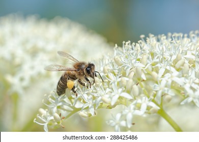 European Honey Bee (Apis Mellifera) On Pagoda Dogwood Flower