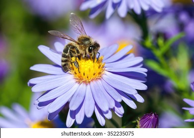 European honey bee( Apis mellifera) on aster flower