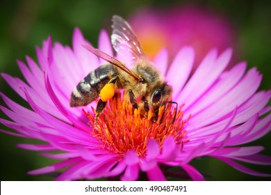 The European honey bee (Apis mellifera) pollinating of The Aster (Symphyotrichum dumosum). Very important insect for agriculture.