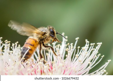 European Honey Bee Feeding From Eucalyptus Flowers, Australia, February 2018