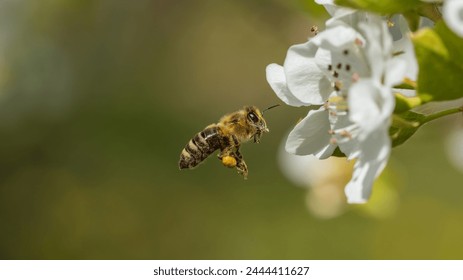 European honey bee flying to pear tree flowers - Powered by Shutterstock