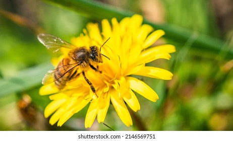 European Honey Bee or Western Honey Bee, Apis mellifera on flower