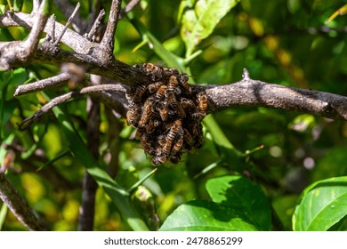 European honey bees Apis mellifera cluster in a swarm on the trunk of a lemon tree in Southwest Florida. - Powered by Shutterstock