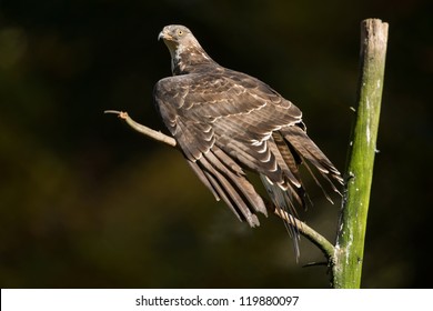 European Honey Buzzard