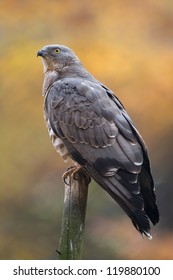 European Honey Buzzard