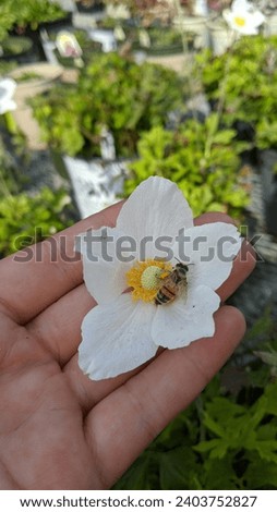 European honeybee on a white anemone flower