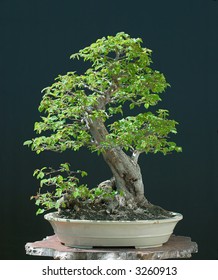 European Hornbeam Bonsai