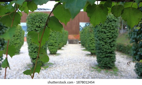 European Hornbeam Tree With Nice Landscape