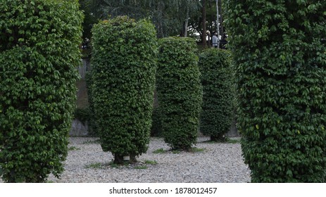 European Hornbeam Tree With Nice Landscape