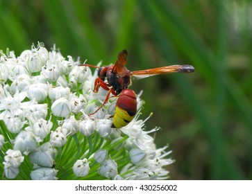 European Hornet