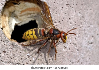 European Hornet