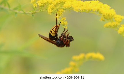 European Hornet - Eating Bees