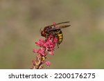 European hornet (Vespa crabro) of the family Vespidae). On flowers of Knotweed, knotgrass (Polygonum amplexicaule), family Buckwheat (Polygonaceae). Dutch garden, summer, September                    