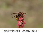 European hornet (Vespa crabro) of the family Vespidae). On flowers of Knotweed, knotgrass (Polygonum amplexicaule), family Buckwheat (Polygonaceae). Dutch garden, summer, September                    