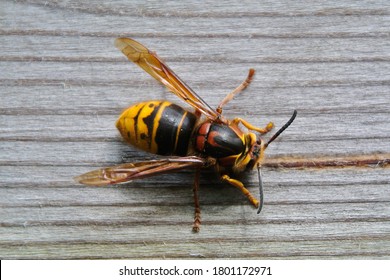 The European hornet (Vespa crabro) is the largest eusocial wasp native to Europe.