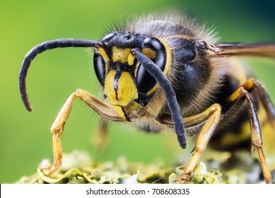 European Hornet, Hornet, Wasp
