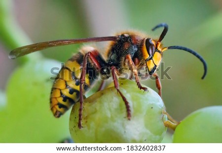 European Hornet, Hornet, Wasp in green nature
