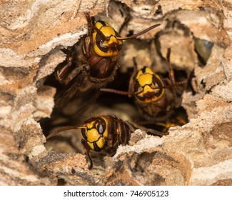 European hornets (Vespa crabro) defending hole in nest. Large wasps active at paper nest, showing defensive behaviour, in Wiltshire, UK