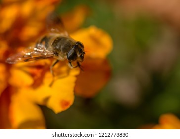 European hoverfly feeding on flower. Selective focus. - Shutterstock ID 1212773830
