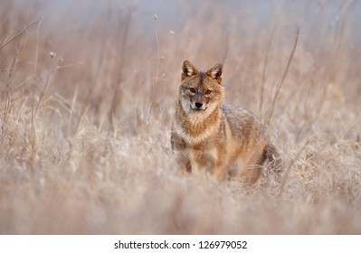 European Jackal